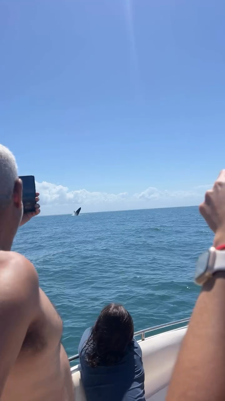 Observação de Baleia Jubarte