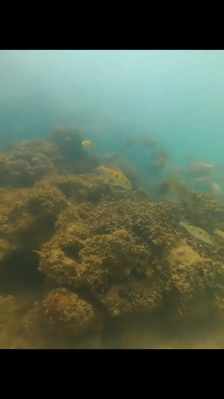 Vida marinha exuberante