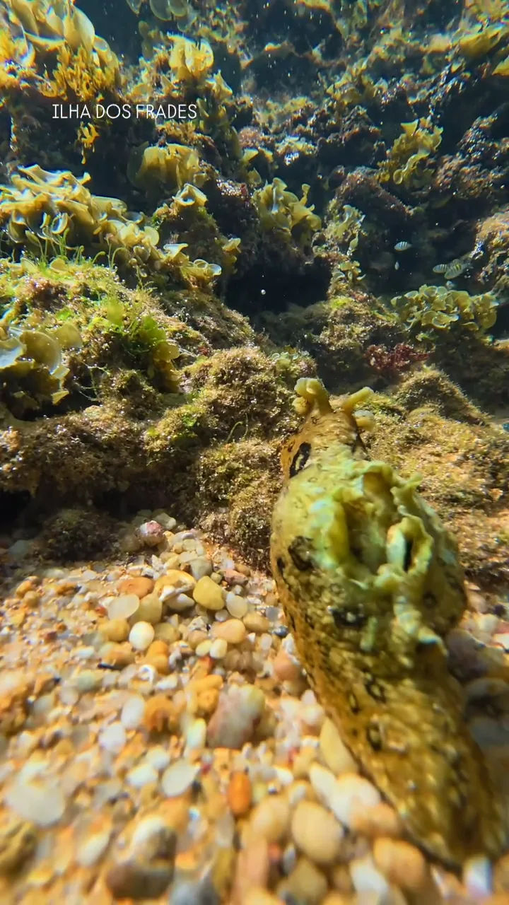 Explore o mundo aquático em um mergulho no mar