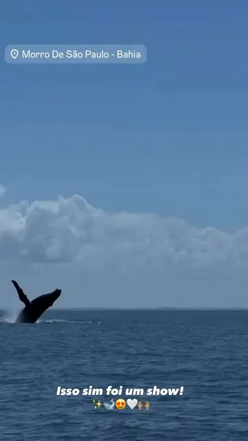Observação do pulo da baleia Jubarte